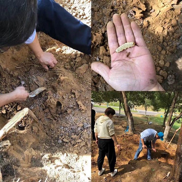 白蚁防治之挖巢